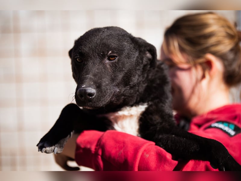 Felix ❤️ froher, süßer, aktiver Mix-Bub!
