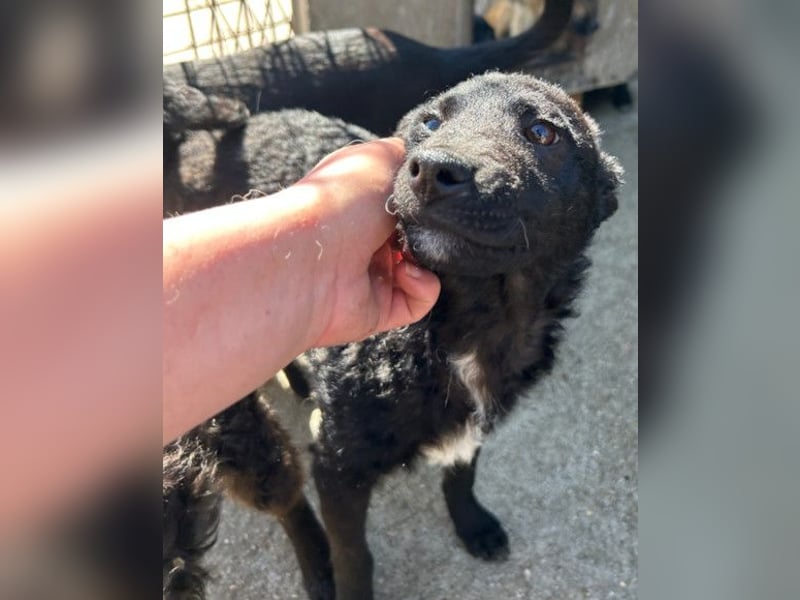 Archie ❤️ so froher, aktiver Kroat. Schäfi-Mix Bub