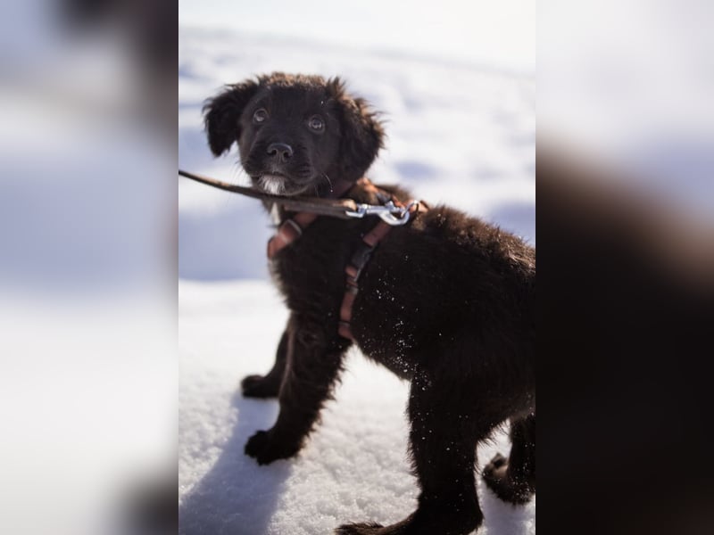 Frka ❤️ so fröhlicher, junger Hundebub!