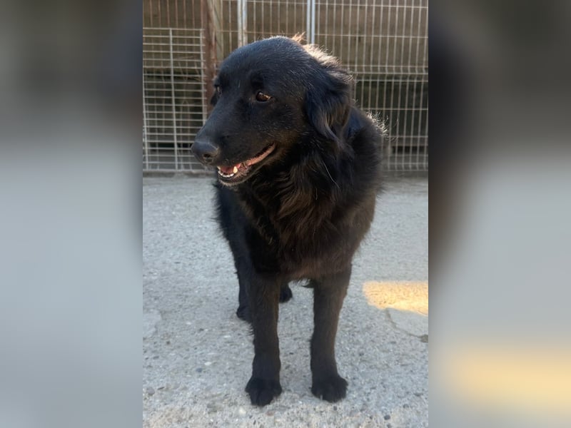 Duke ❤️ aktiver, verschmuster Kroat. Schäferhund-Mix-Rüde!