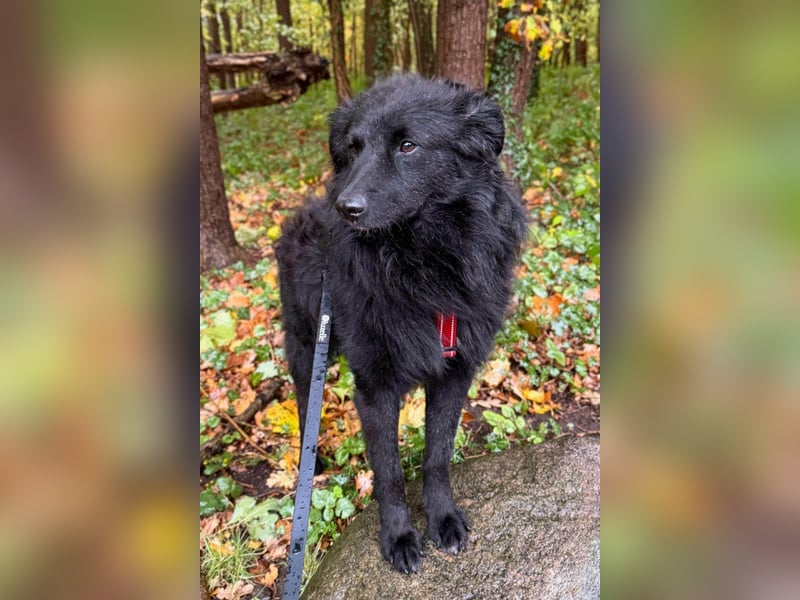LENZI❤️sanfter Herzenshund wartet schon in 22559 Hamburg auf seine Für-Immer-Familie!