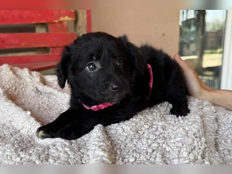 ♥Jasmina♥ zarte Welpin sucht ihre Familie