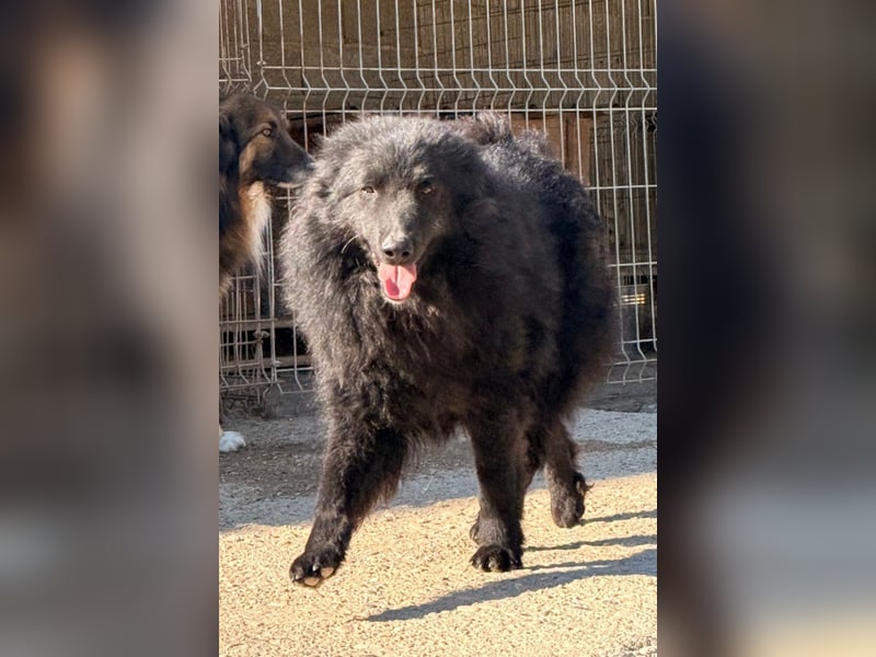 GORDI❤️liebes, verschmustes kroat. Schäferhund-Mix-Mädel
