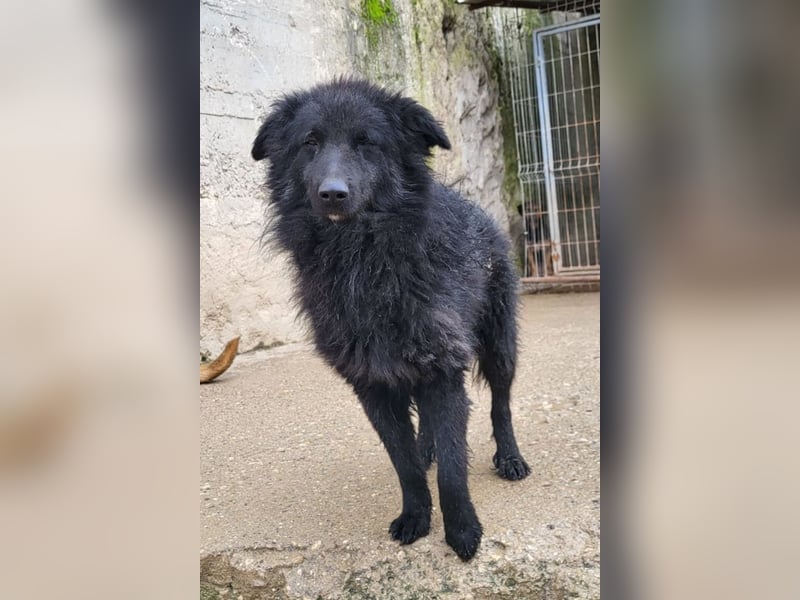 Duke ❤️ aktiver, verschmuster Kroat. Schäferhund-Mix-Rüde!