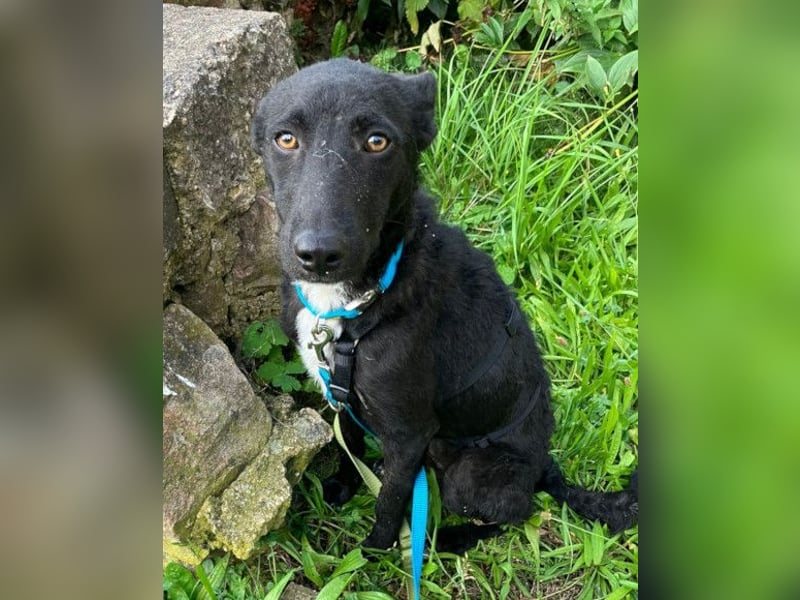 Elsie ❤️ wartet in 09648 Mittweida