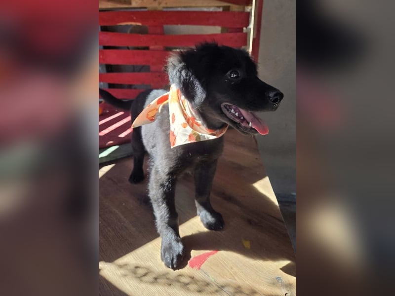 Lupo ❤️ so zuckersüßer, aktiver Welpenbub