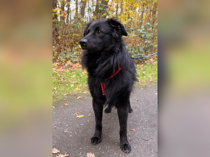 LENZI❤️sanfter Herzenshund wartet schon in 22559 Hamburg auf seine Für-Immer-Familie!