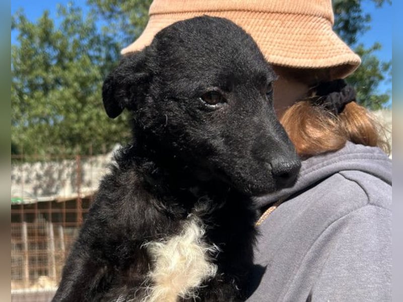 Archie ❤️ so froher, aktiver Hundebub