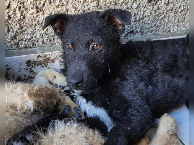 Archie ❤️ so froher, aktiver Hundebub