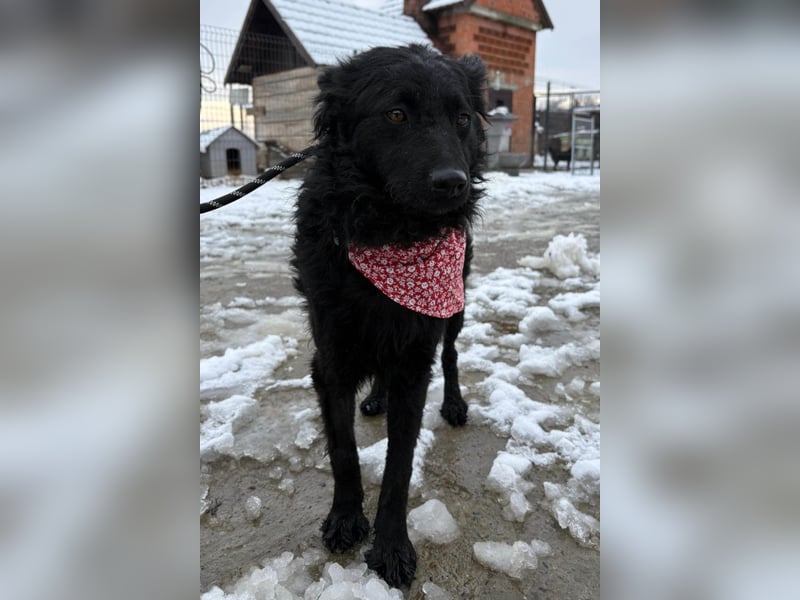 Ayla ❤️ liebe, sensible junge Hundedame