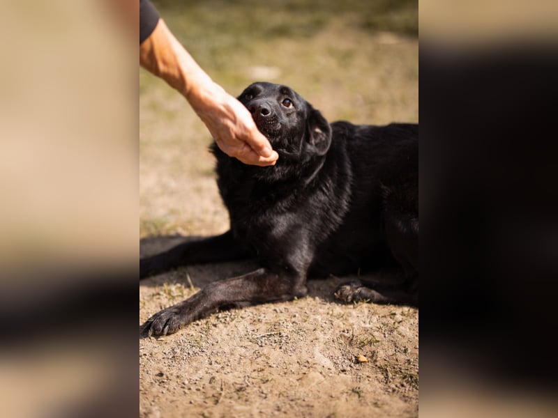 Klara ❤️ frohe, temperamentvolle Kroat. Schäfi-Mix Hündin!