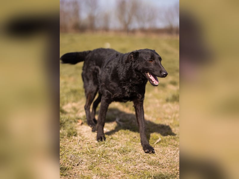 Kim ❤️ so sanfte, liebevolle Hundedame!