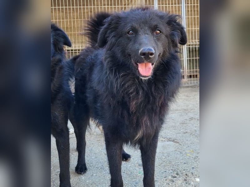 Duke ❤️ aktiver, verschmuster Kroat. Schäferhund-Mix-Rüde!