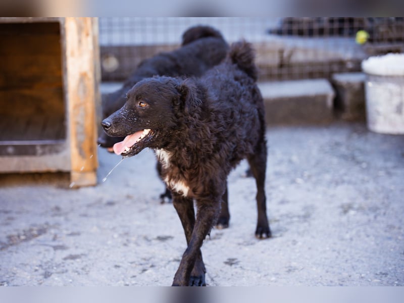 Flynn ❤️ offener, verspielter Kroat. Schäfi-Mix Rüde