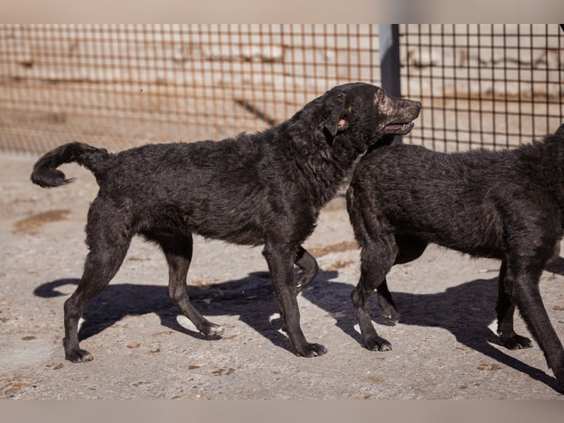 Kroat.Schäfi-Mix ♥Archie♥ fröhlicher, kuschliger, aktiver Bub