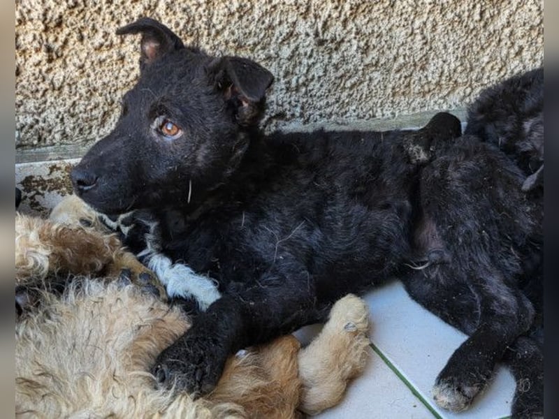 Archie ❤️ so froher, aktiver Hundebub