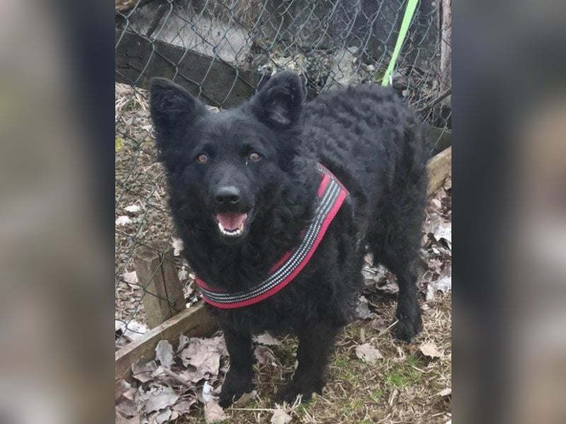 Fellschatz Milly liebt auch Katzen