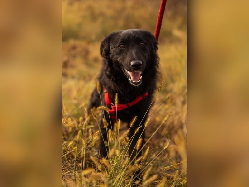 Bailey ❤️ verschmuste, liebe Kroat. Schäfi-Mix Fellnase