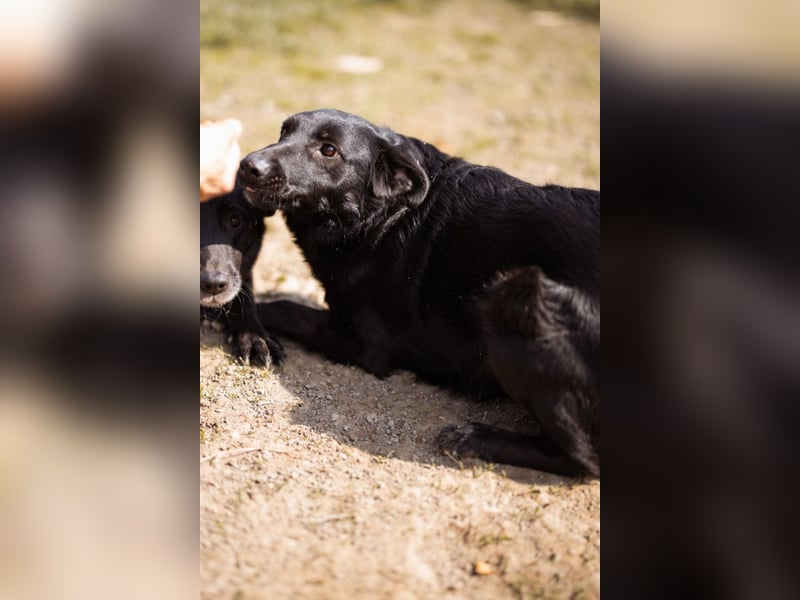 Klara ❤️ frohe, temperamentvolle Kroat. Schäfi-Mix Hündin!