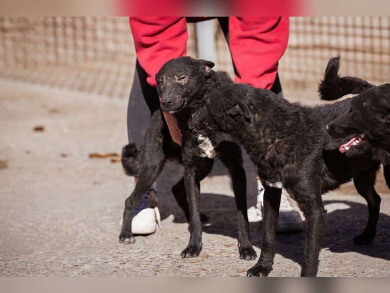 Archie ❤️ so froher, aktiver Kroat. Schäfi-Mix Bub