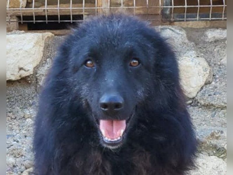 LENZI❤️unser kroat. Schäferhund-Mix-Rüde ist ein wahrer Sonnenschein!