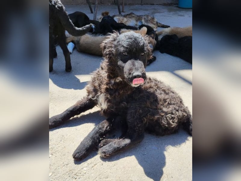 Flynn ❤️ offener, verspielter Hundejunge