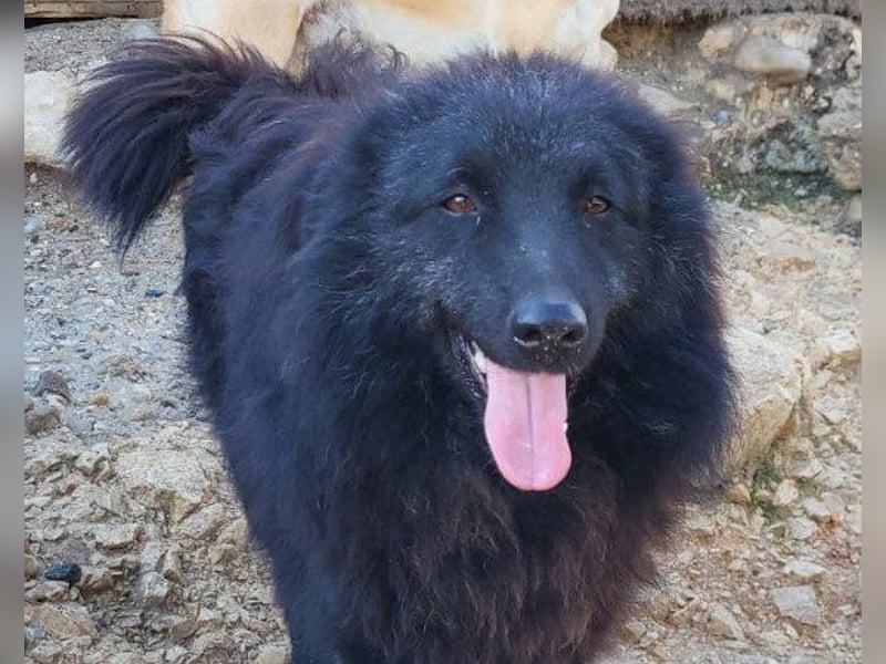 LENZI❤️unser kroat. Schäferhund-Mix-Rüde ist ein wahrer Sonnenschein!