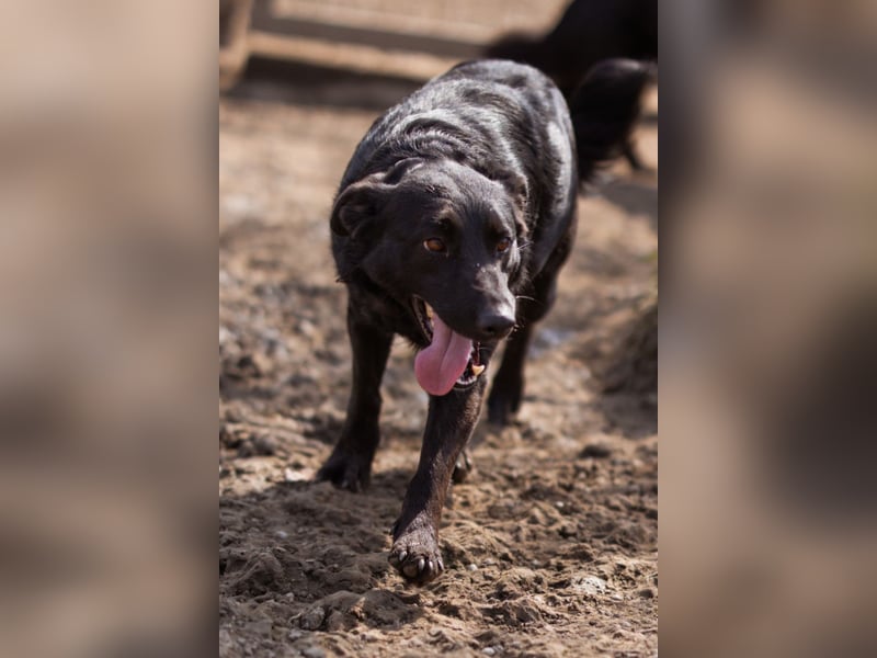 Klara ❤️ frohe, temperamentvolle Hündin!