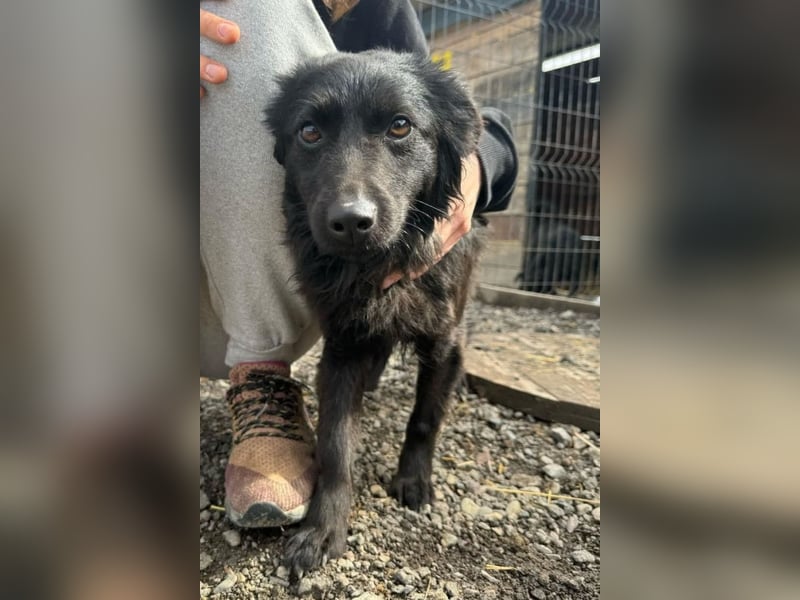 Tila ❤️ schmusige, so freundliche Hündin