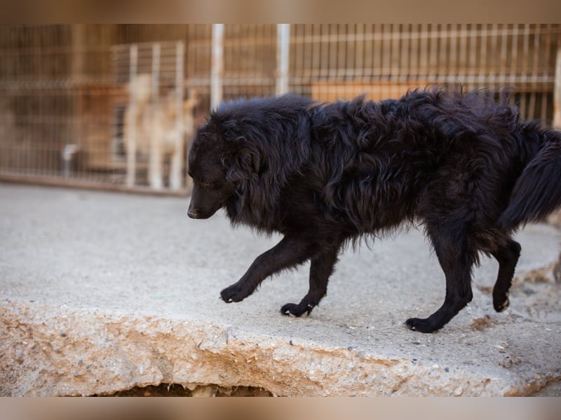 GORDI❤️liebes, verschmustes kroat. Schäferhund-Mix-Mädel