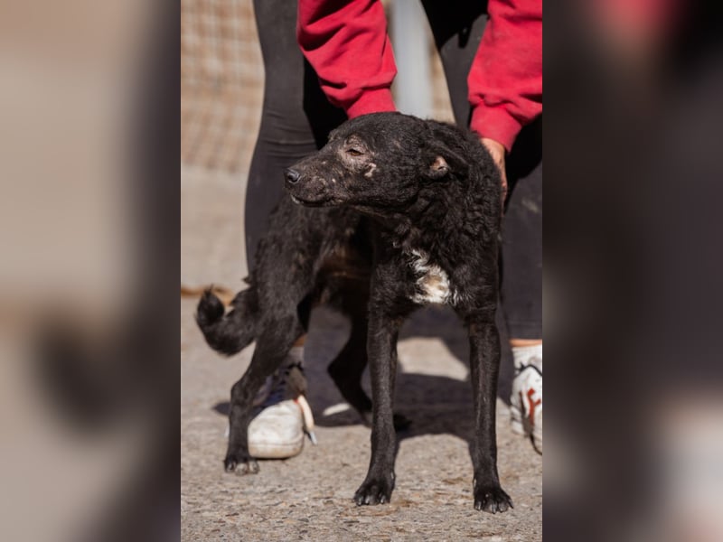 Archie ❤️ so froher, aktiver Kroat. Schäfi-Mix Bub