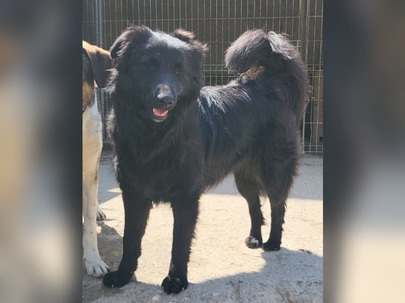 Duke ❤️ aufgeweckter, junger Kroat. Schäferhund-Mix-Bub!