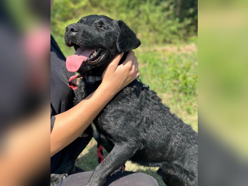 Feiner, kleiner Rüde Bono ❤️ Jagdterrier- und Kroatischer Schäfi-Mix