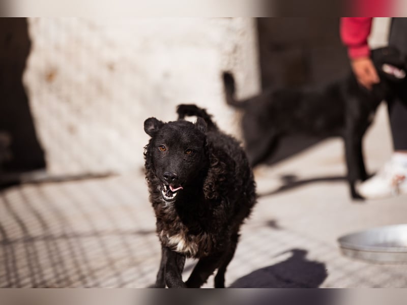 Flynn ❤️ offener, verspielter Hundejunge