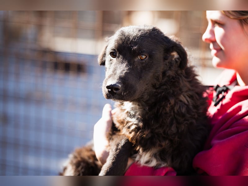 Flynn ❤️ offener, verspielter Hundejunge