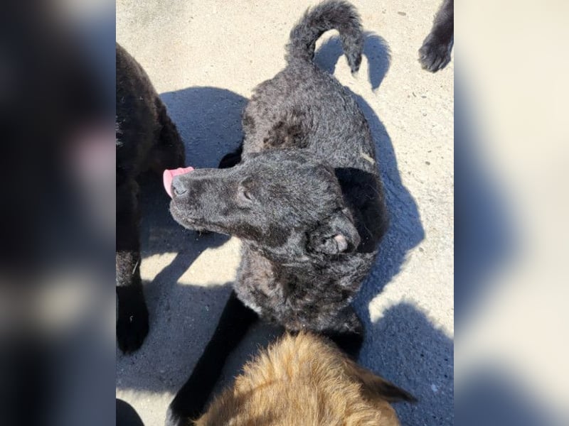 Vinn ❤️ schmusiger, süßer Bub sucht Liebe Vinn ❤️ schmusiger, süßer Bub sucht Liebe