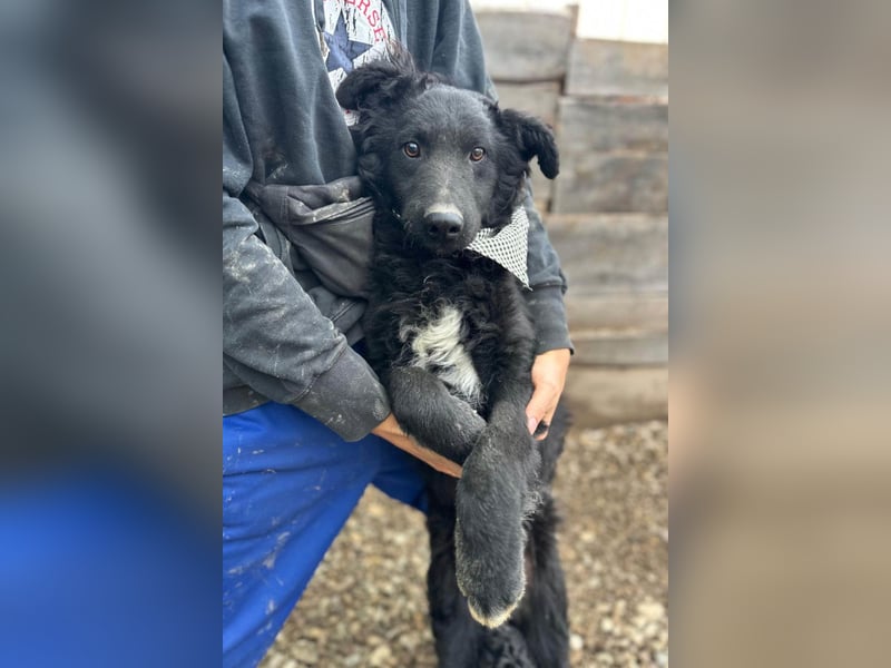 CHI CHI❤️sanfter, feinfühliger Hundebub sucht Liebe und seine Familie!