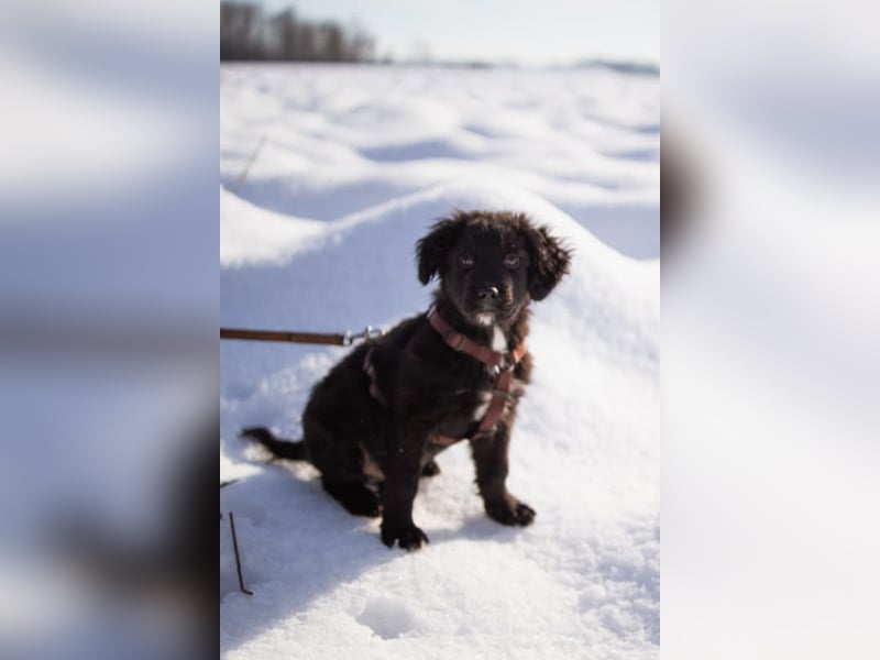 Frka ❤️ so fröhlicher, junger Hundebub!