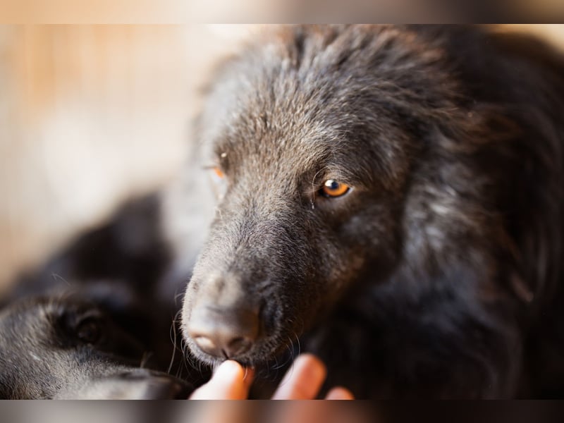 Duke ❤️ aktiver, verschmuster Kroat. Schäferhund-Mix-Rüde!