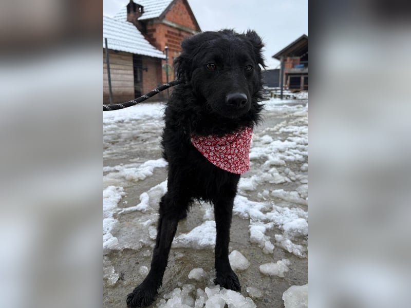 Ayla ❤️ liebe, sensible junge Hundedame