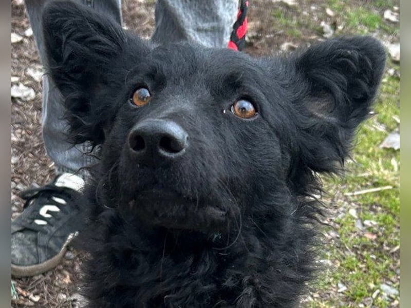 Fellschatz Milly liebt auch Katzen