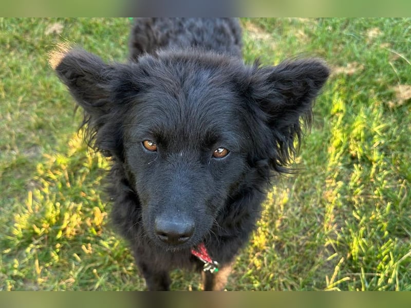 Ayla ❤️ liebe, sensible junge Hundedame