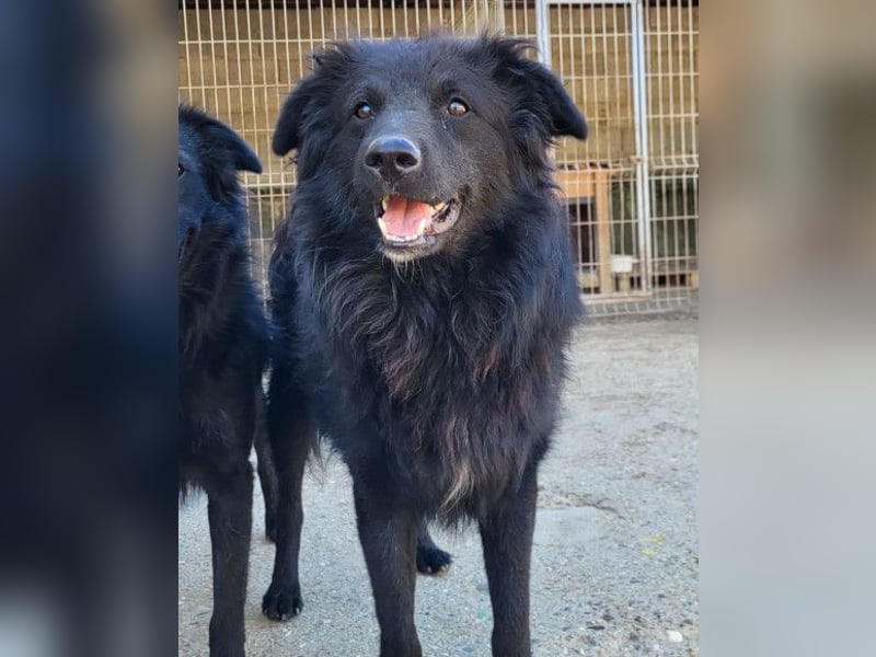 Duke ❤️ aktiver, verschmuster Kroat. Schäferhund-Mix-Rüde!