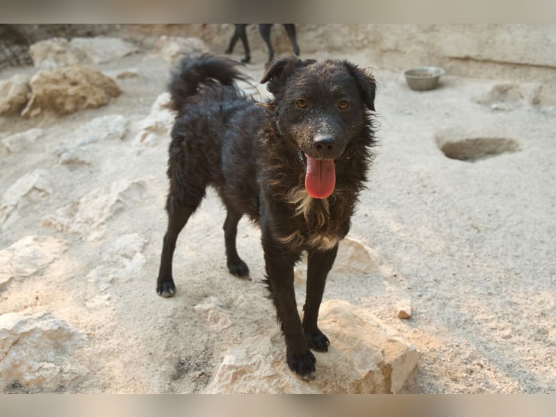 Flynn ❤️ offener, verspielter Kroat. Schäfi-Mix Rüde