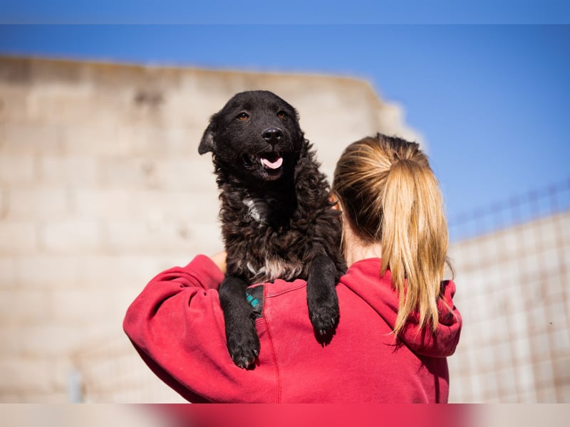 Flynn ❤️ offener, verspielter Hundejunge