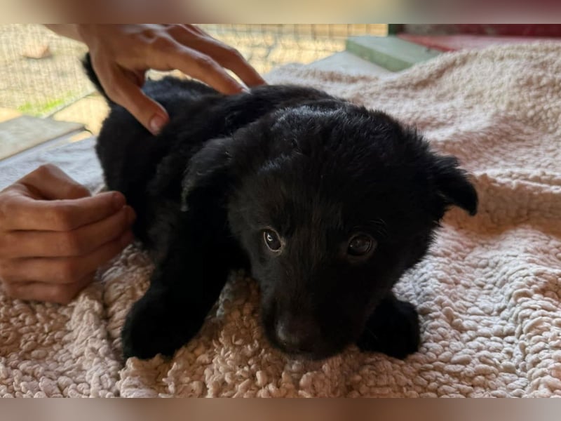 Lupo ❤️ so zuckersüßer, aktiver Welpenbub