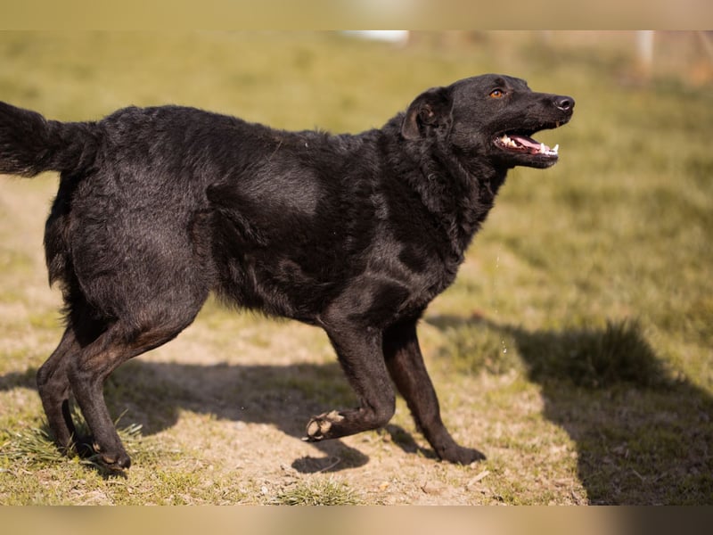 Kim ❤️ so sanfte, liebevolle Hundedame!