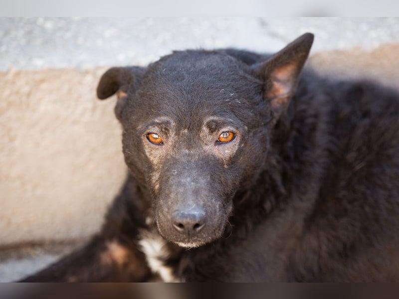 Archie ❤️ so froher, aktiver Kroat. Schäfi-Mix Bub