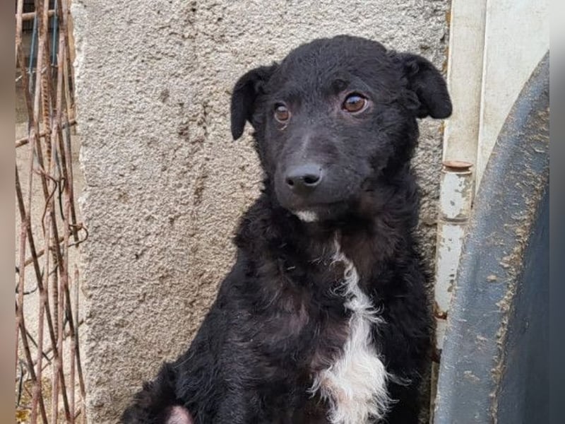 Archie ❤️ so froher, aktiver Kroat. Schäfi-Mix Bub