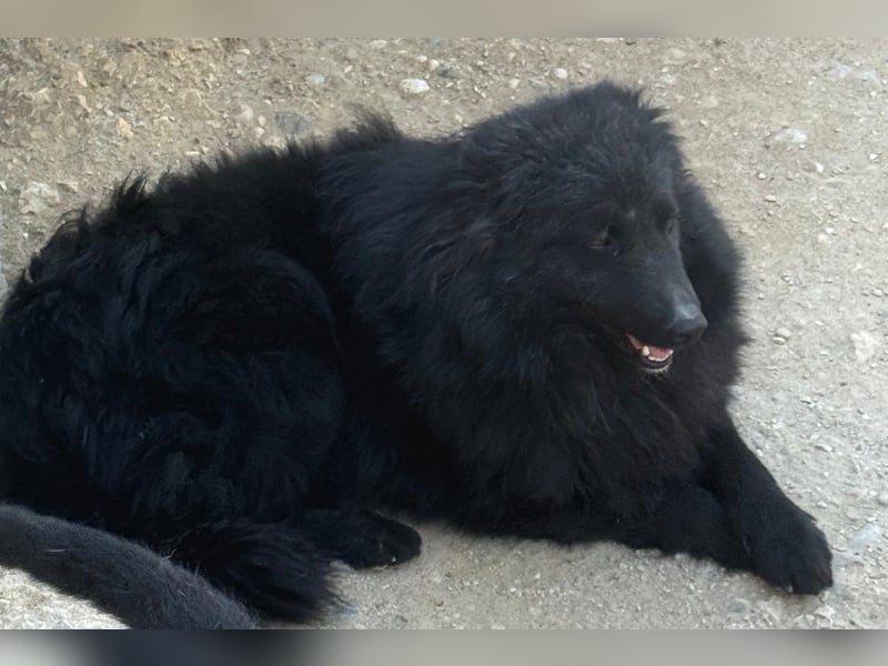 GORDI❤️liebes, verschmustes kroat. Schäferhund-Mix-Mädel